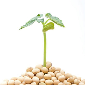 Tiens Кангли - растителен Естроген